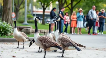 Michigan DNR Faces Backlash Over Goose Euthanasia Protocol